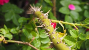 گیاهان سمی و خطر مسمومیت: آنچه باید بدانید