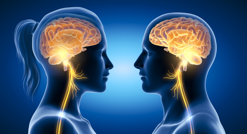 تفاوت‌ های ژنتیکی مغز مردان و زنان؛ کشف صدها ژن با فعالیت متفاوت