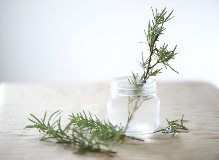 رزماری؛ گیاهی که ترمیم زخم و بازسازی پوست را تسریع می‌ کند