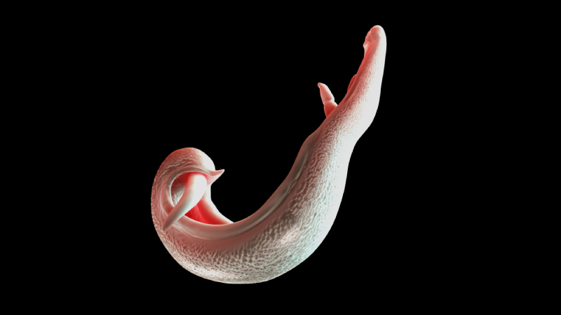 دو کرم روده‌ ای خطرناک که می‌ توانند مستقیماً عامل سرطان شوند